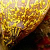 Gasteropode Nudibranche Doris geant Detail
